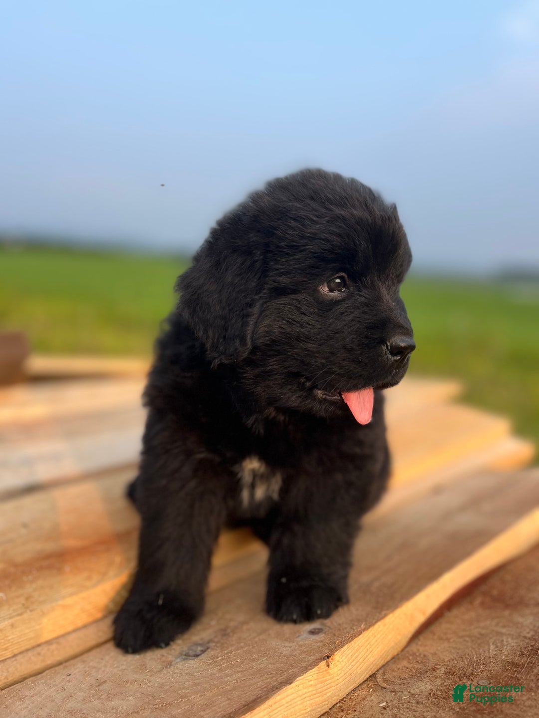 Newfoundland dogs for sale: Duke - Image 2