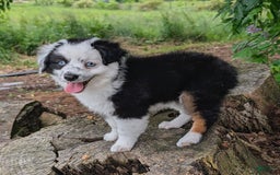 Miniature Australian Shepherd dogs for sale: Axel Toy - Image 33