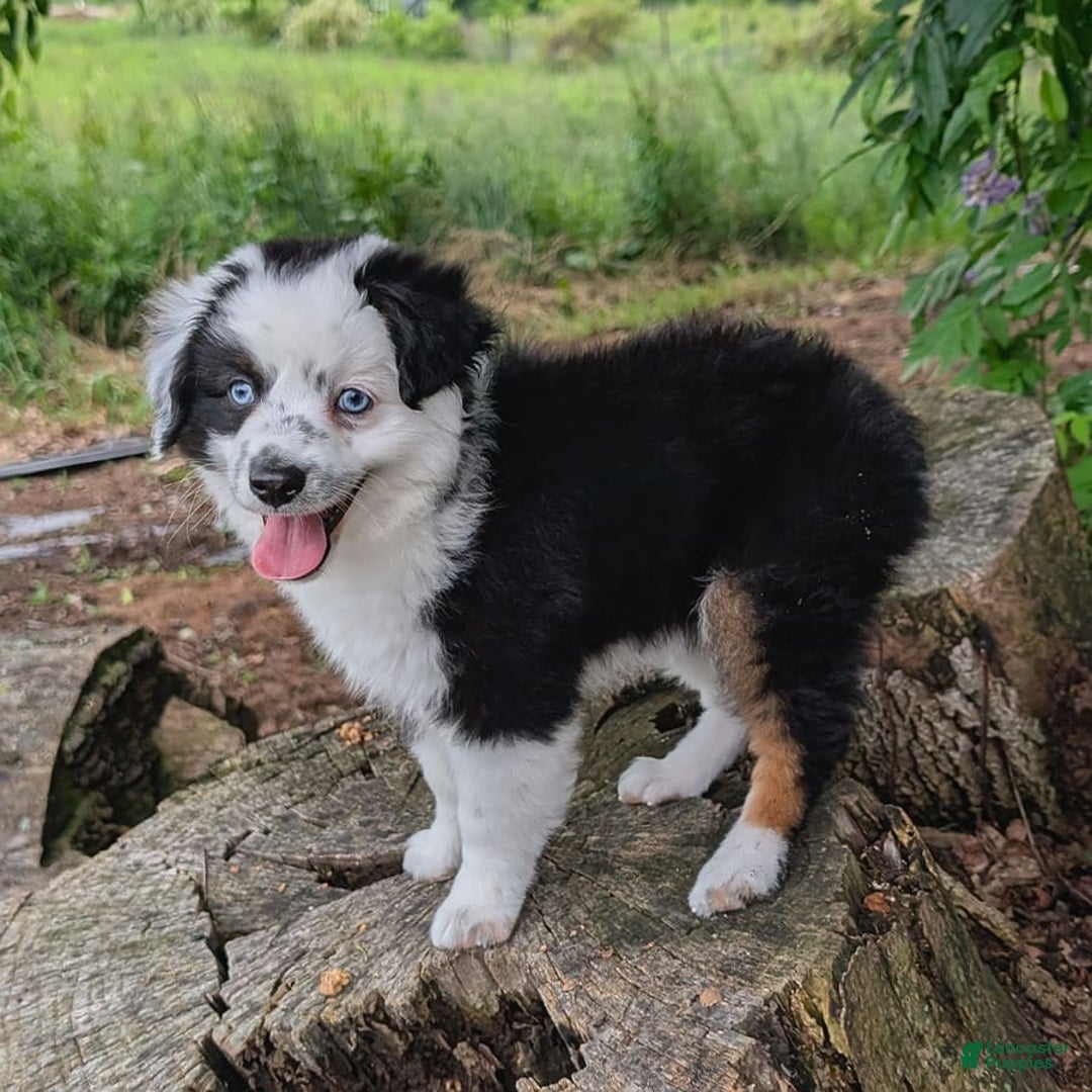 Miniature Australian Shepherd dogs for sale: Axel Toy - Image 33