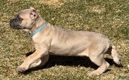 Cane Corso dogs for sale: Georgia - Image 24