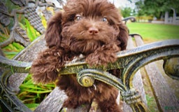 Havapoo dogs for sale: Bessie - Image 6
