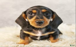Dachshund dogs for sale: Snoopy - Image 2