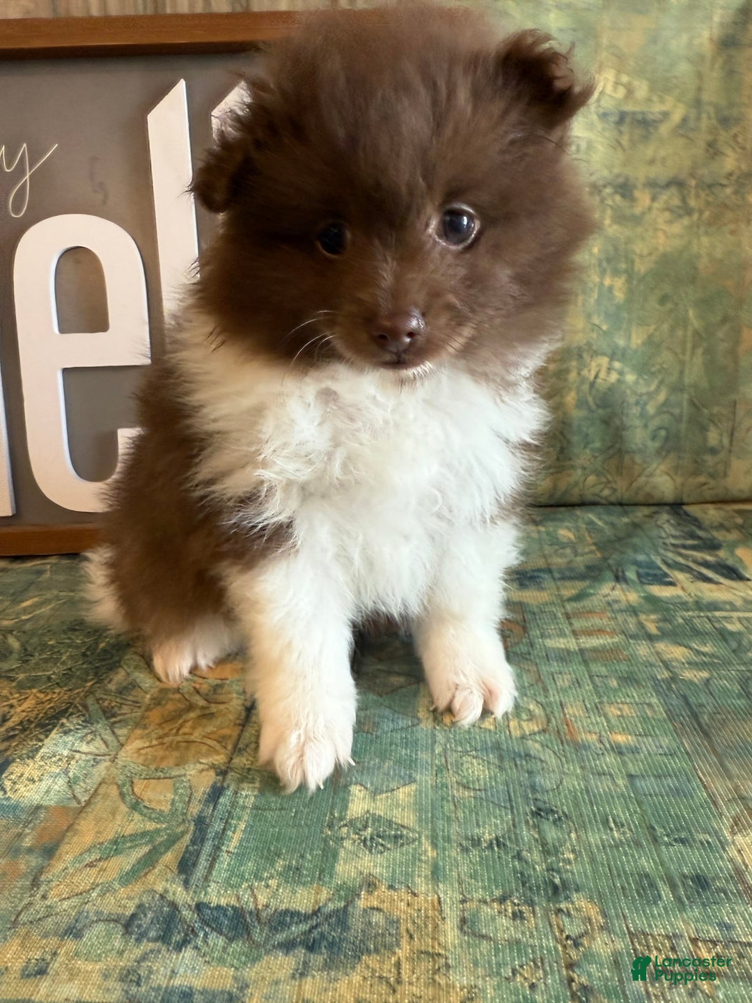 Pomeranian dogs for sale: Allison - Image 3