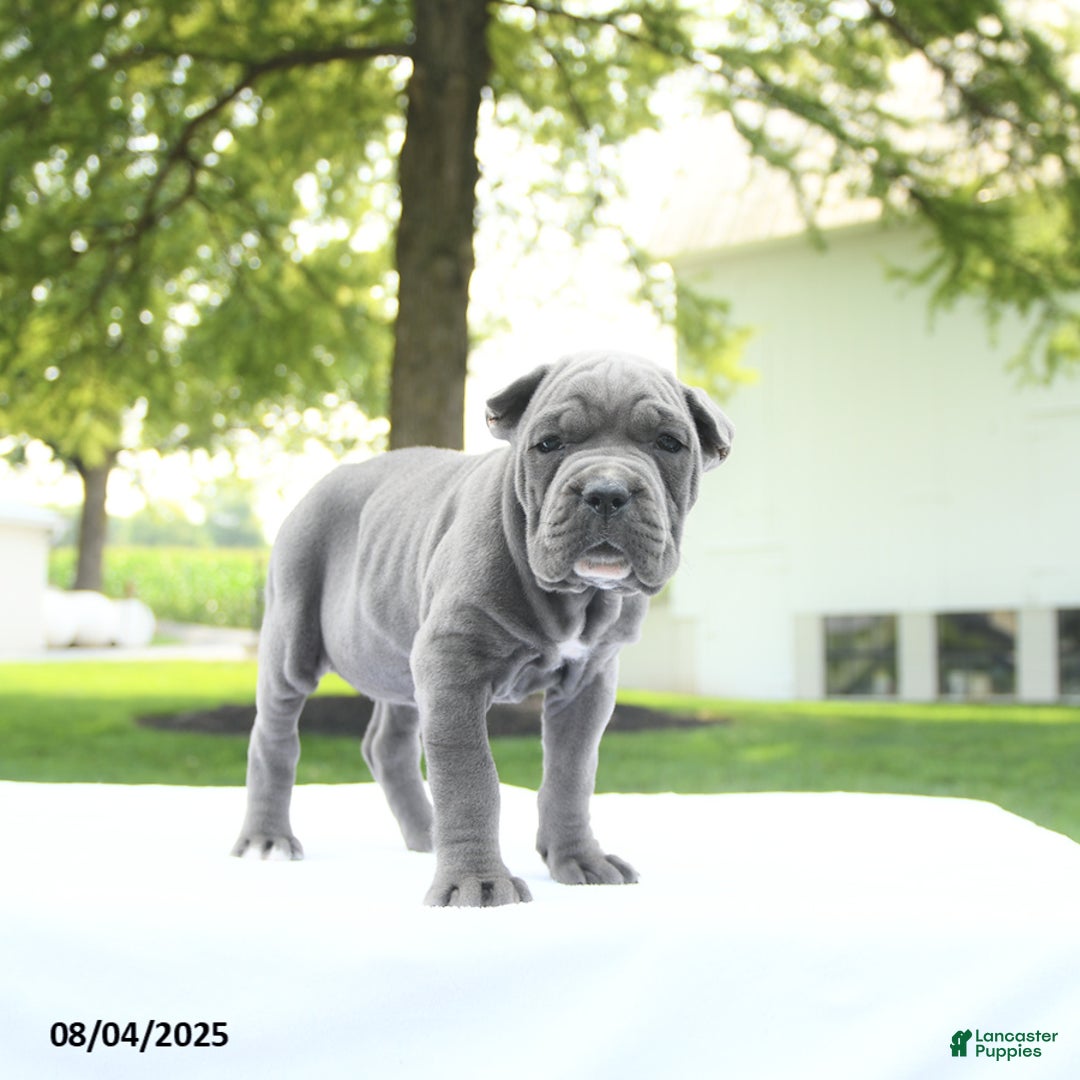 Cane Corso dogs for sale: London - Image 5