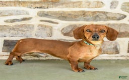 Miniature Dachshund dogs for sale: Halo - Image 6