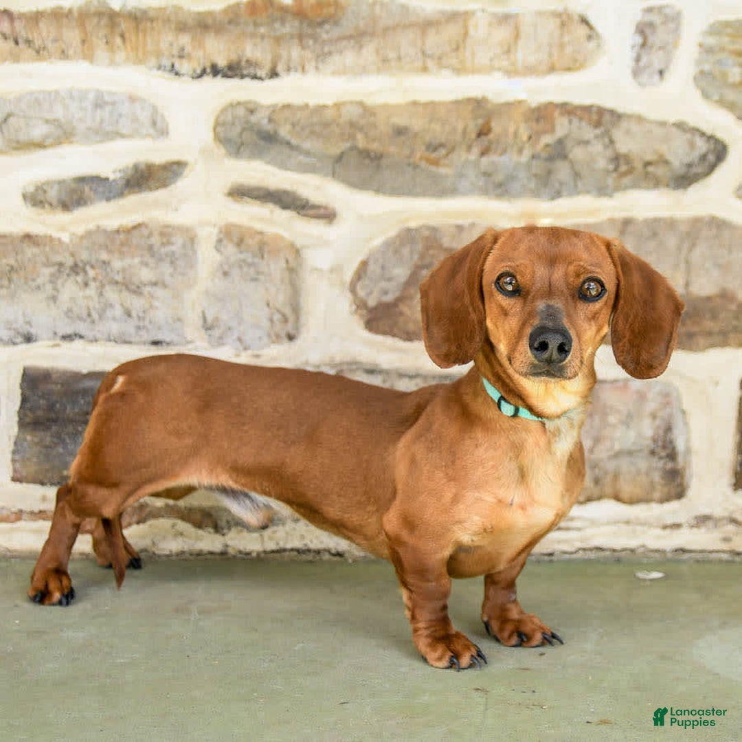 Miniature Dachshund dogs for sale: Halo - Image 6
