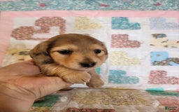 Miniature Dachshund dogs for sale: Chip - Image 11