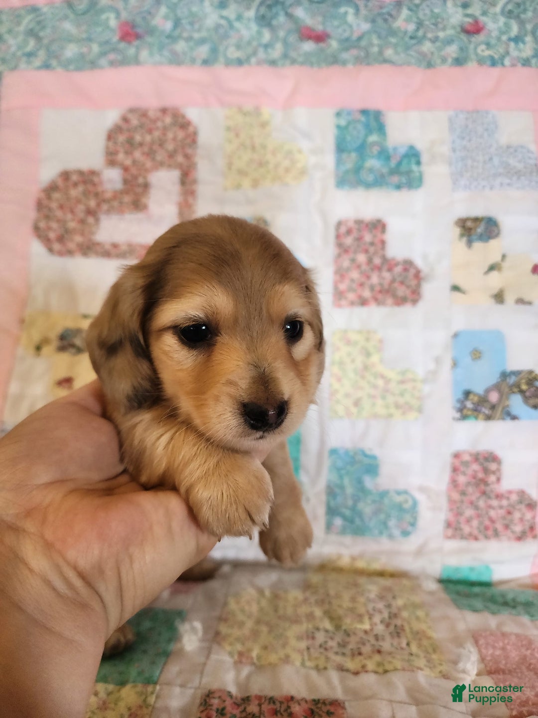 Miniature Dachshund dogs for sale: Chip - Image 11