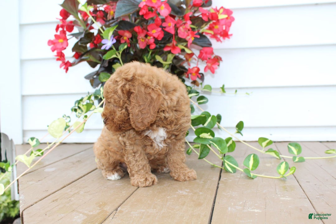 Mini Goldendoodle dogs for sale: Karson - Image 7