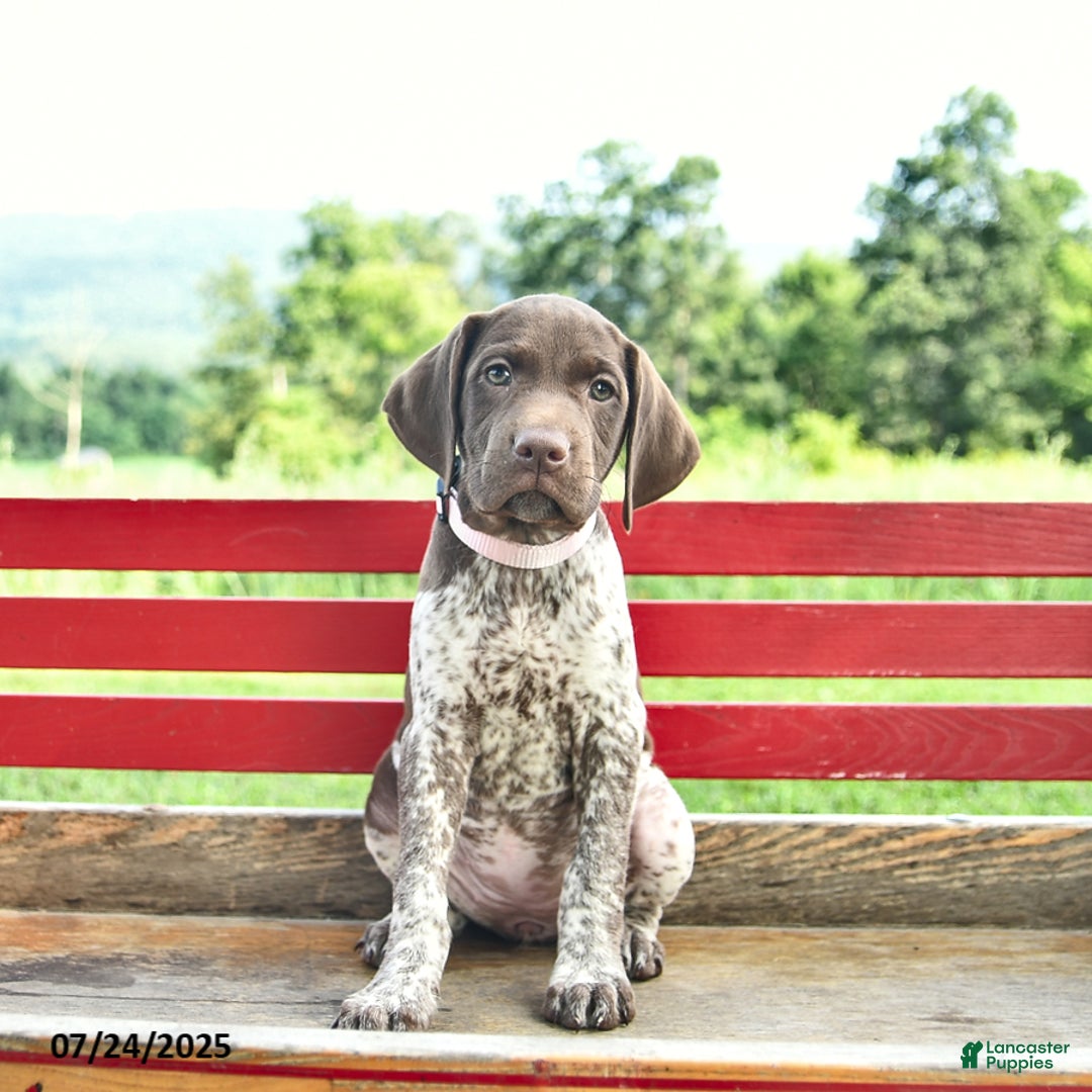 German Shorthaired Pointer dogs for sale: Brook - Image 1