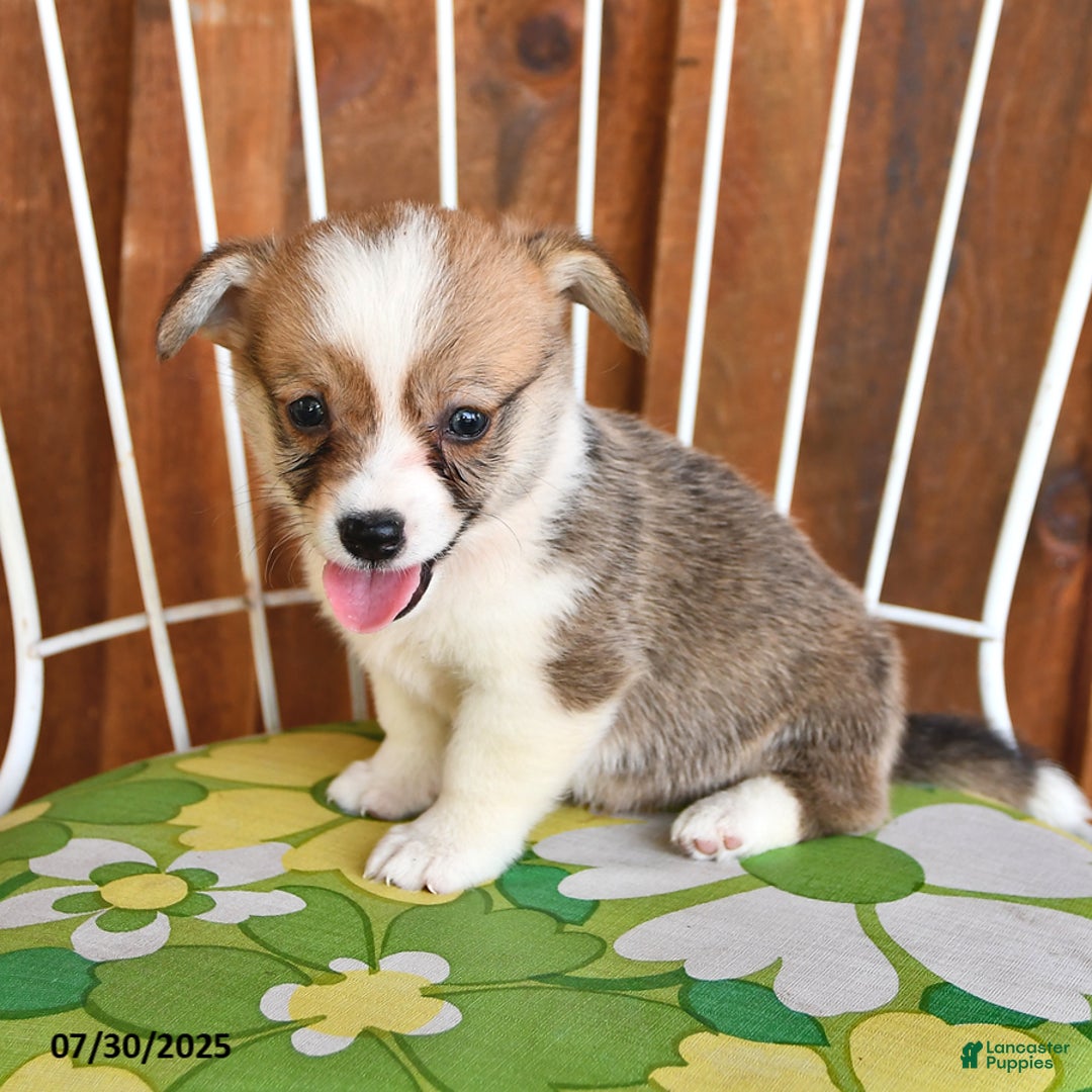 Welsh Corgi Pembroke dogs for sale: Sammy - Image 1