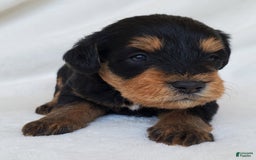 Schnoodle dogs for sale: Dexter - Image 3