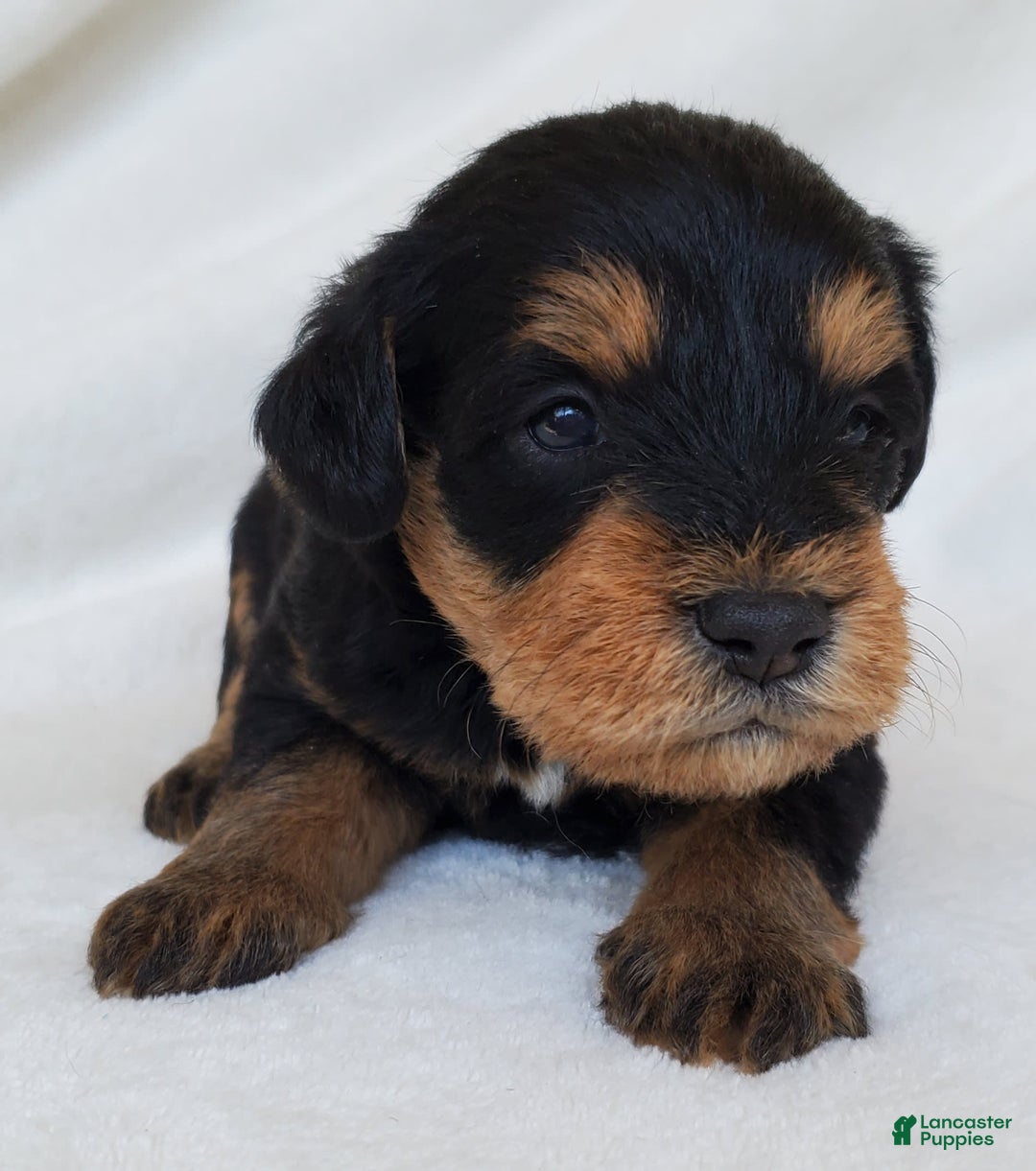 Schnoodle dogs for sale: Dexter - Image 3