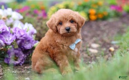 Maltipoo dogs for sale: Dewey - Image 9