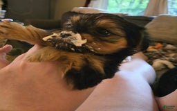 Yorkshire Terrier dogs for sale: Biggie Smalls - Image 1