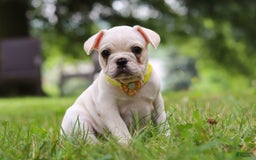 French Bulldog dogs for sale: French Bulldog 5 puppies - Image 1