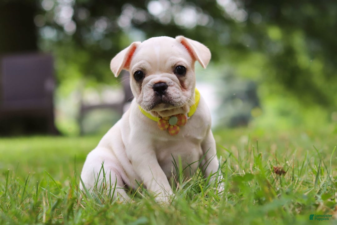 French Bulldog dogs for sale: French Bulldog 5 puppies - Image 1