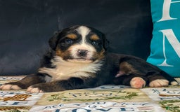 Bernese Mountain Dog dogs for sale: Blake - Image 3