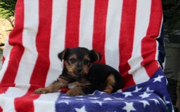 Yorkshire Terrier dogs for sale: Everett - Image 2