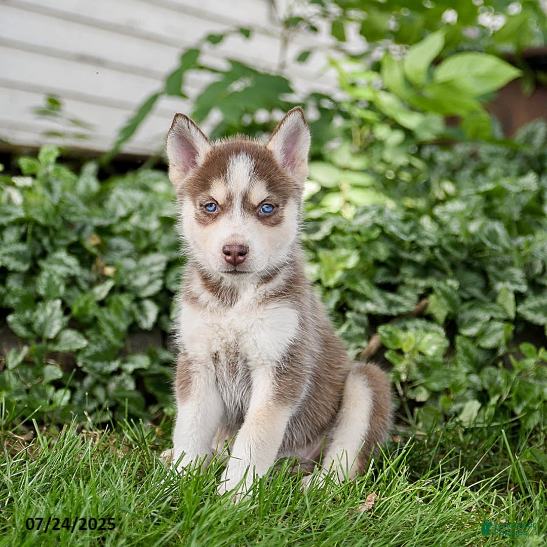 Pomsky dogs for sale: Khloe - Image 3