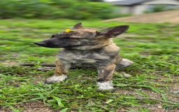 Dutch Shepherd dogs for sale: Puppy - Image 2