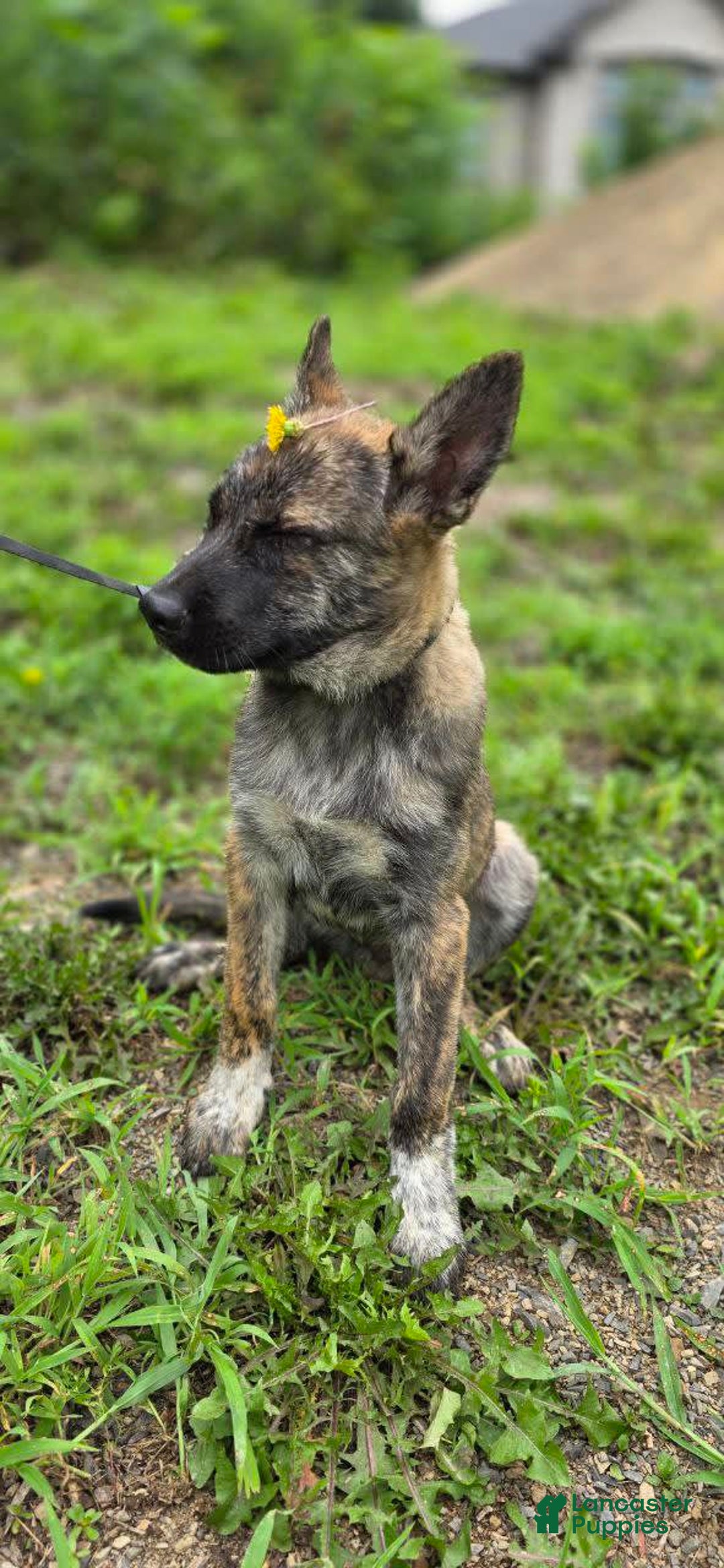 Dutch Shepherd dogs for sale: Puppy - Image 2