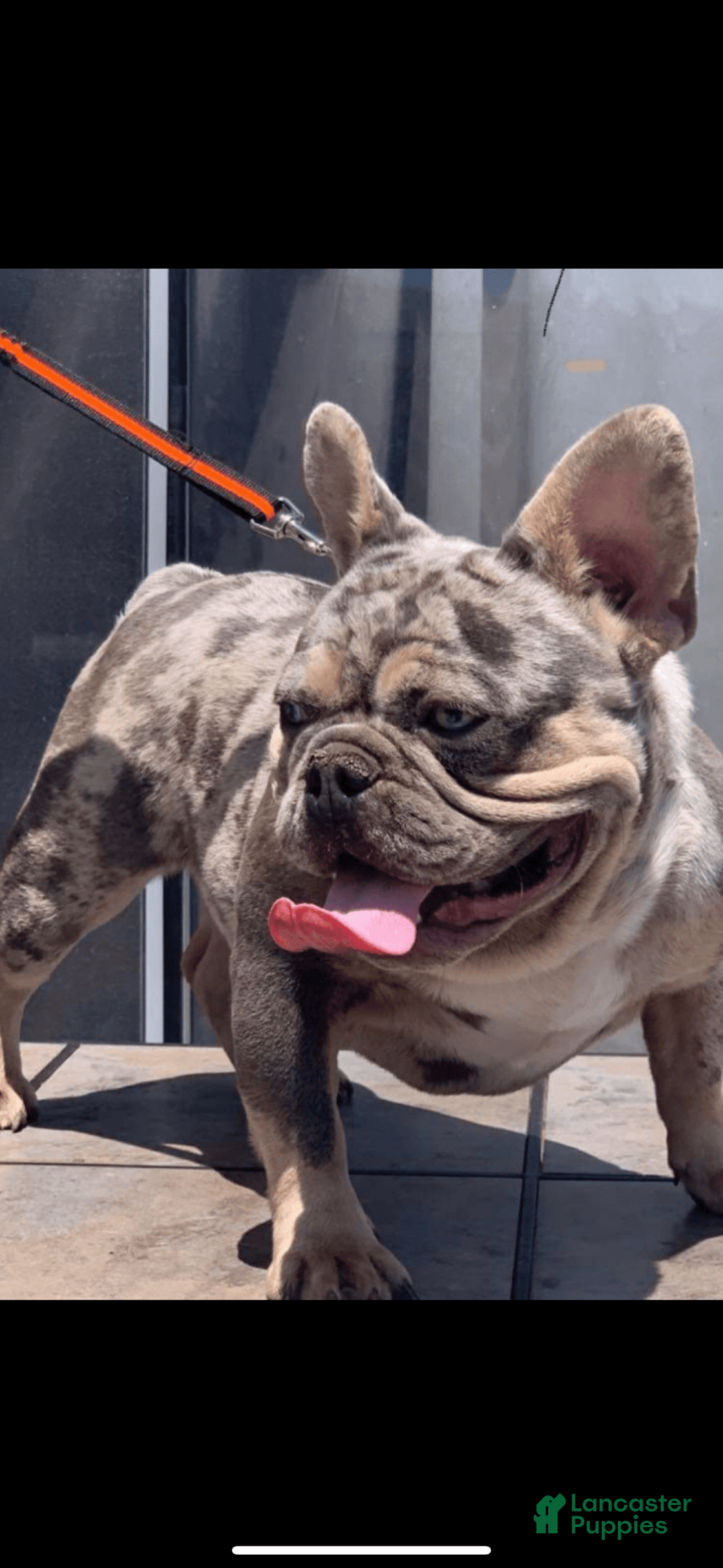 French Bulldog dogs for sale: Scooby - Image 5