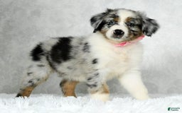 Miniature Australian Shepherd dogs for sale: Jewel - Image 6