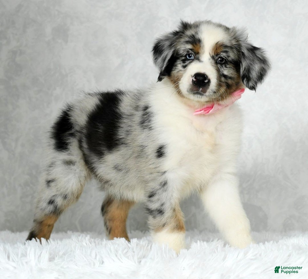 Miniature Australian Shepherd dogs for sale: Jewel - Image 6