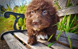 Havapoo dogs for sale: Jesse - Image 11