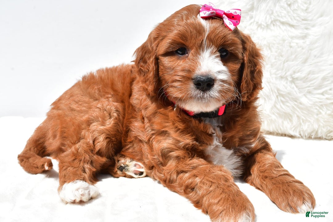 Mini Goldendoodle dogs for sale: Rosie - Image 6