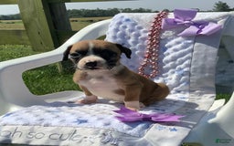 Boxer dogs for sale: Bella - Image 1