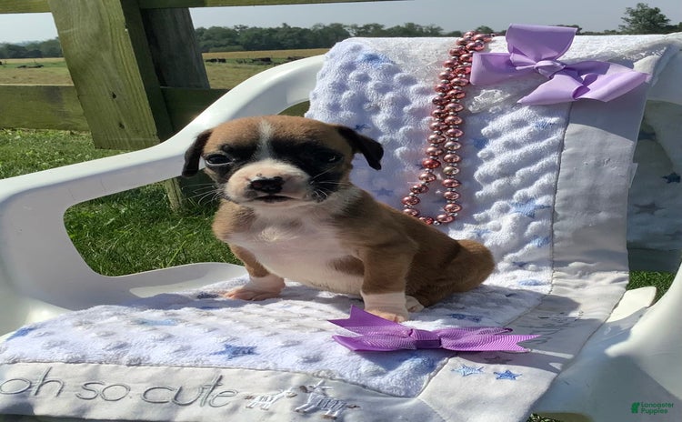 Boxer dogs for sale - Ad 5