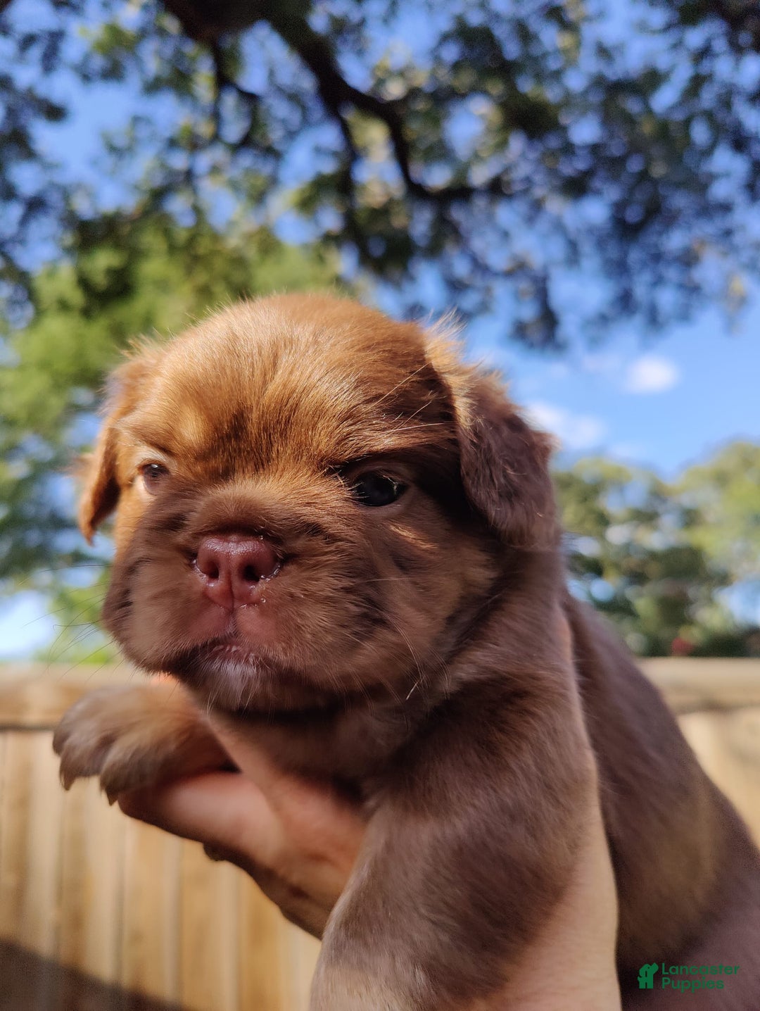 French Bulldog dogs for sale: Roja - Image 1