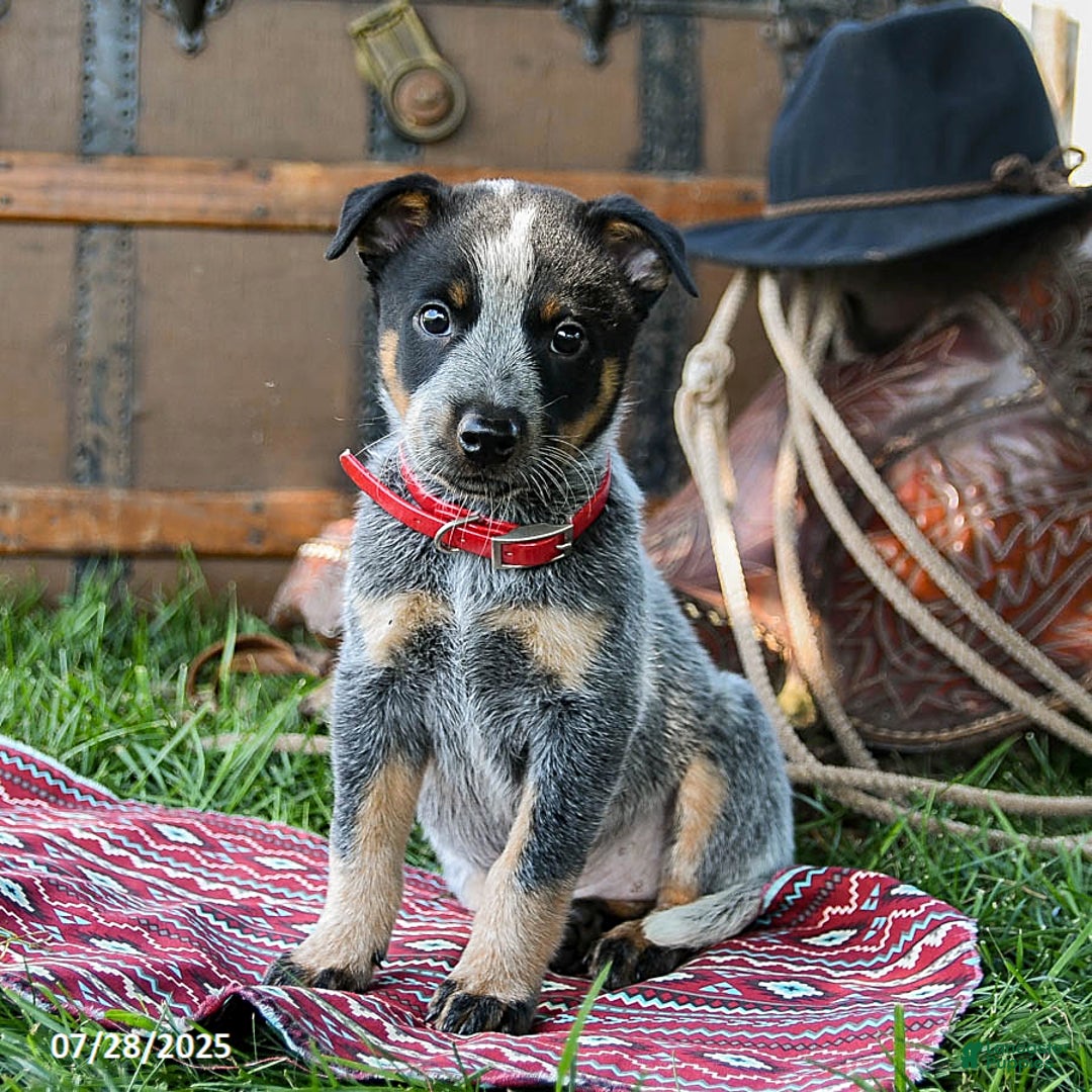 Australian Cattle Dog dogs for sale: Caramel - Image 4
