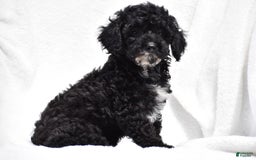 Toy Poodle dogs for sale: Bandit - Image 1