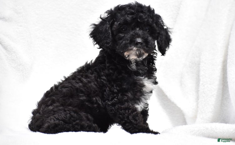 Toy Poodle dogs for sale - Ad 5