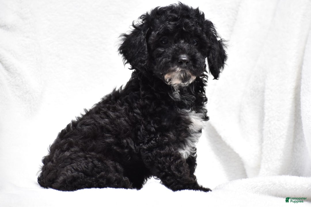 Toy Poodle dogs for sale: Bandit - Image 1