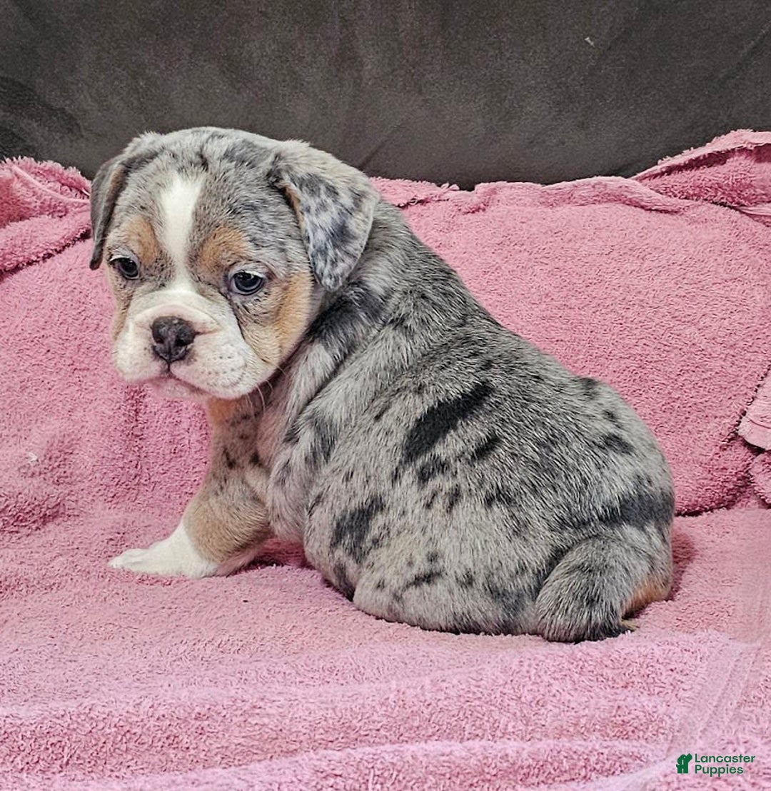 English Bulldog dogs for sale: Silver Sprinkles - Image 3