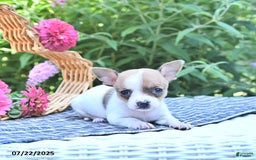 Chihuahua dogs for sale: Diana - Image 5