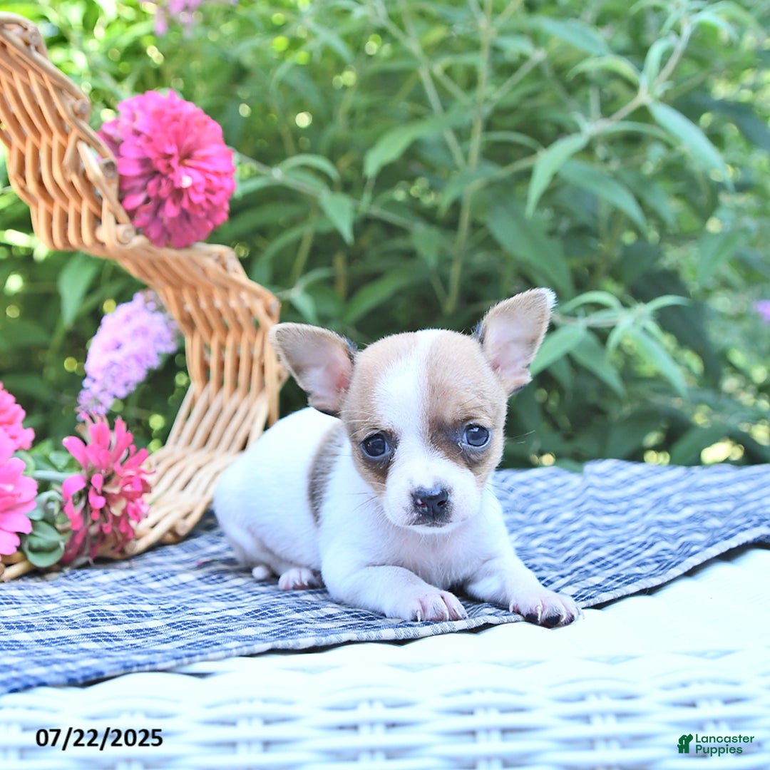 Chihuahua dogs for sale: Diana - Image 5