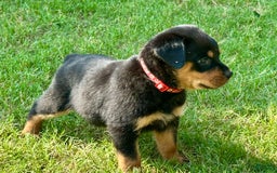 Rottweiler dogs for sale: Red Collar - Image 9