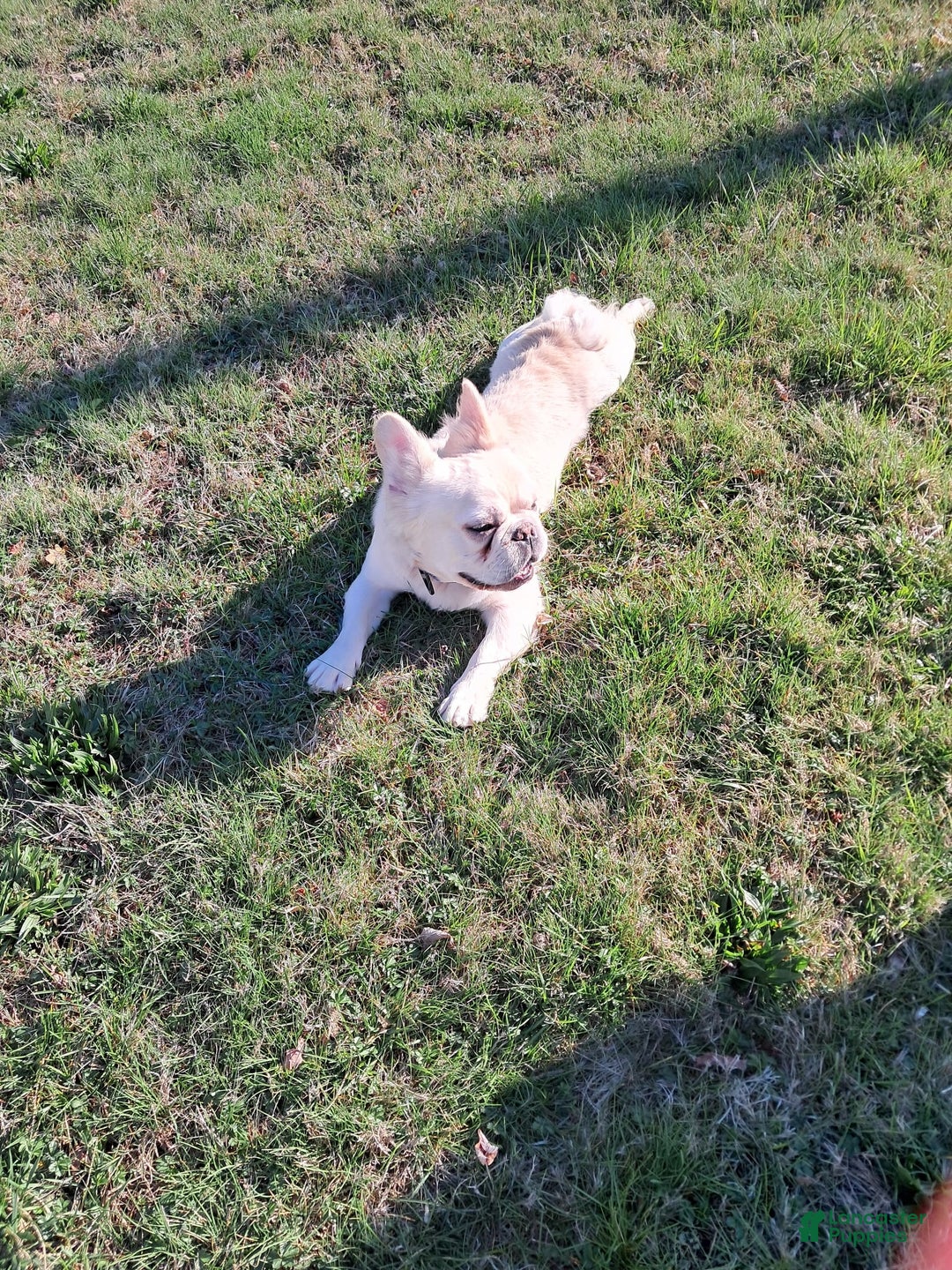 French Bulldog dogs for sale: Whiskey - Image 7