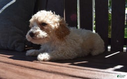 Toy Poodle dogs for sale: Edgar - Image 10