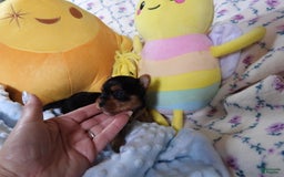 Yorkshire Terrier dogs for sale: Tt - Image 12