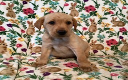 Labrador Retriever dogs for sale: Melody - Image 1