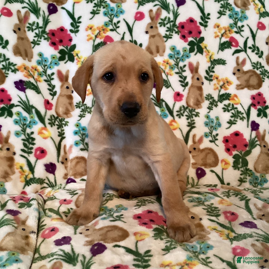 Labrador Retriever dogs for sale: Melody - Image 1