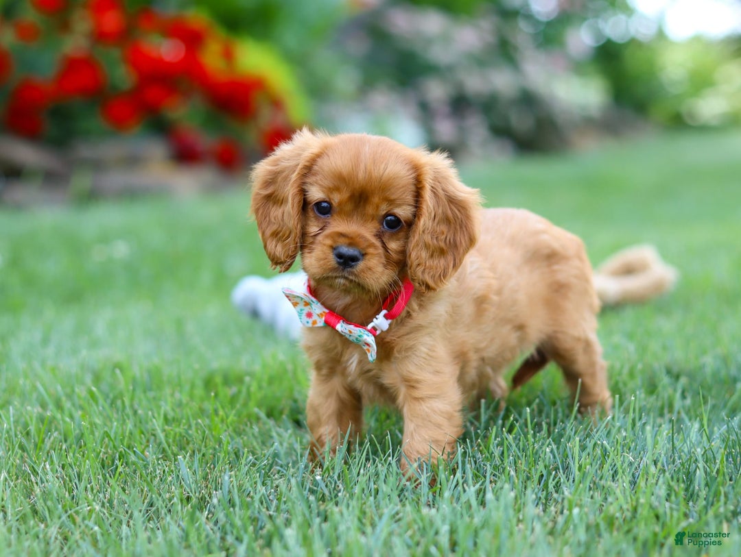 Cavalier King Charles Spaniel dogs for sale: Sadie - Image 9
