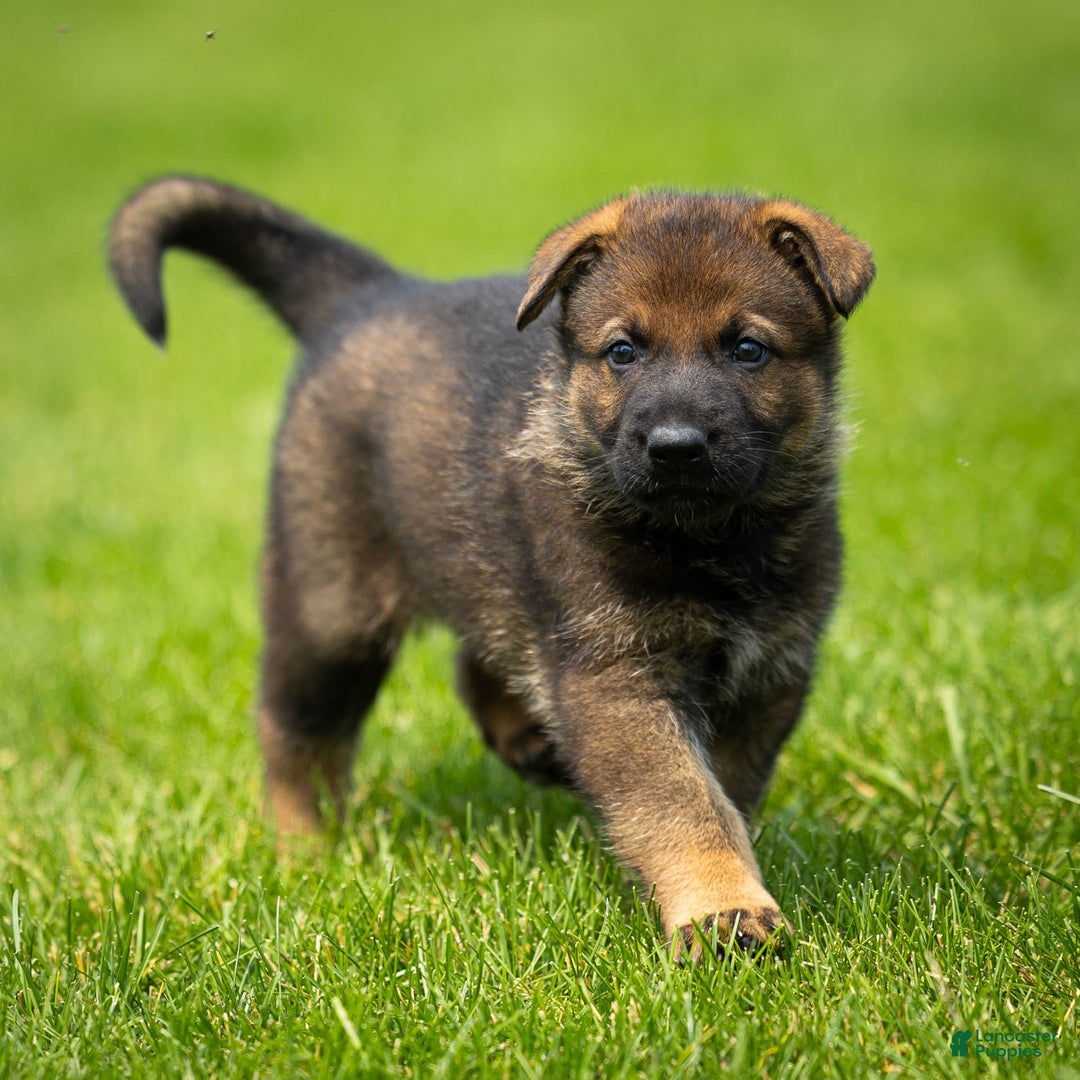 German Shepherd dogs for sale: Freya - Image 16