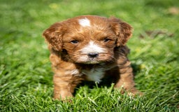 Cavapoo dogs for sale: Biscuit - Image 1